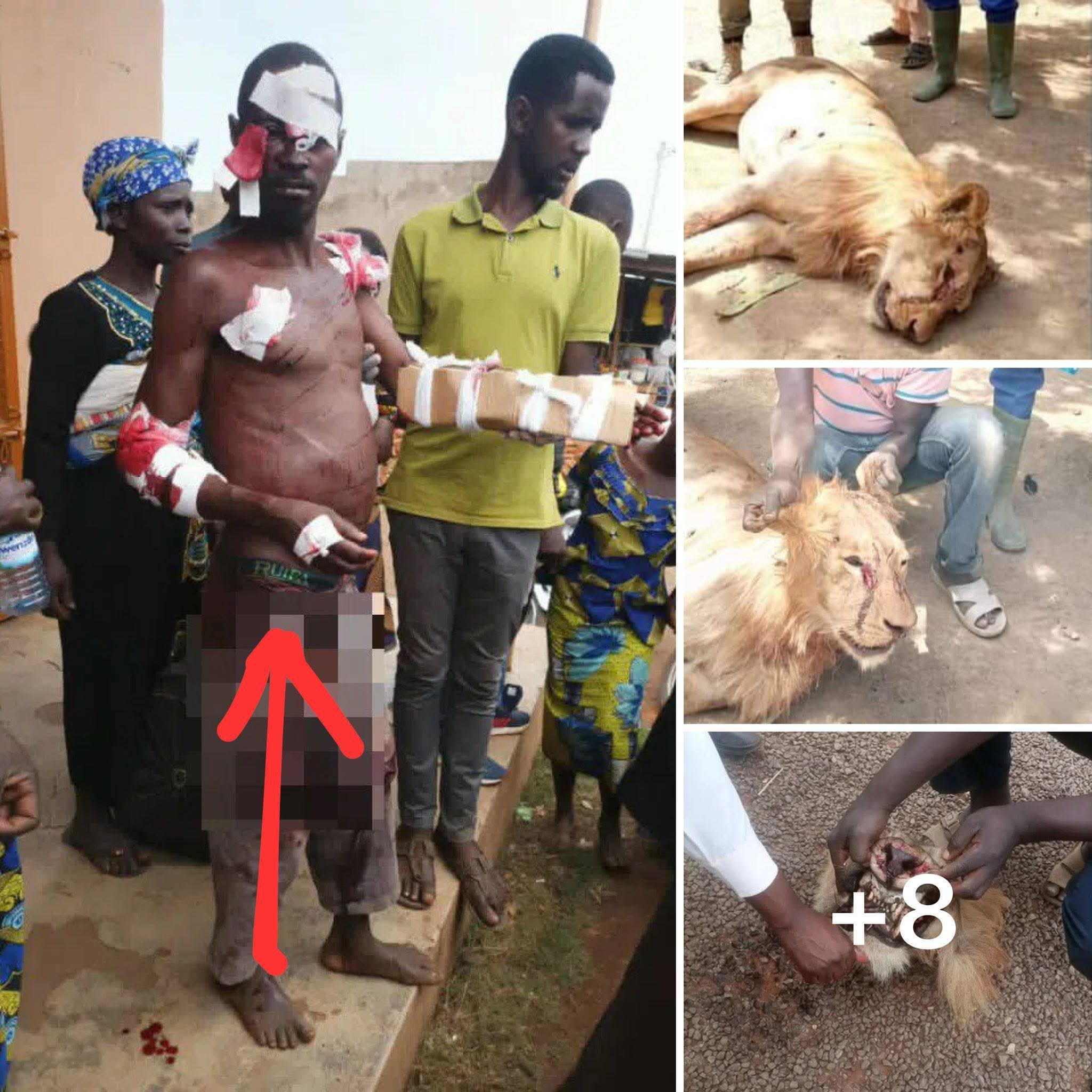 Did he kill Lion with his hands?